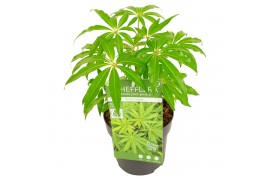 Schefflera Schefflera Winter Jungle2 pp