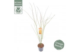 Acer palmatum Acer palm. Orange Lace ® C14 struik