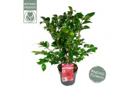 Camellia japonica Camellia jap. Black Lace10 bl.