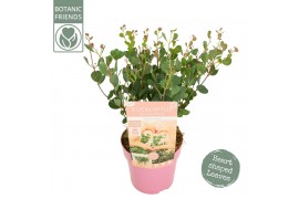 Eucalyptus pulverulenta Eucalyptus websteriana Botanic Hearts