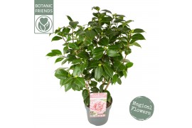 Camellia japonica Camellia jap. Bonomiana Premium25 bl.