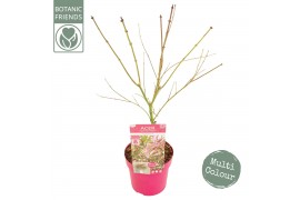 Acer palmatum Acer palm. Extravaganza PREMIUM