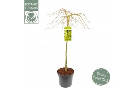 Acer palmatum Acer palm. Cascade Emerald C14 halfstam