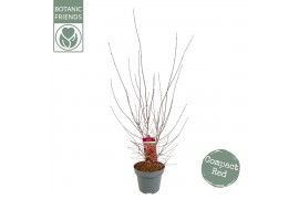 Acer palmatum shaina Acer palm. Shaina C14 struik