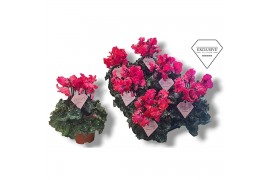 Cyclamen pers. super serie merengue Cyclamen Exclusive® Merengue Rood 