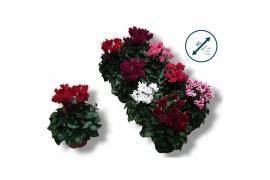 Cyclamen pers. super serie compact Cyclaam-XL-MIX 17 cm diameter diver