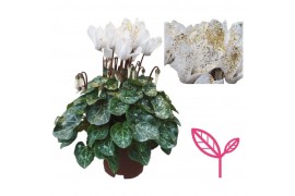 Cyclamen pers. super serie compact Cyclamen SPARKLE WHITE 20 cm diamet
