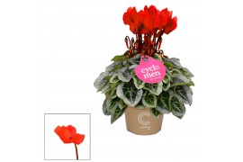Cyclamen pers. super serie picasso Cyclamen SS Picasso Rood 22 cm diam