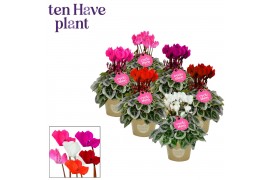 Cyclamen pers. super serie picasso Cyclamen SS Picasso Mix 22 cm diame