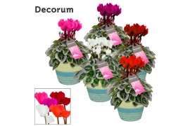 Cyclamen pers. super serie picasso Cyclamen SS Picasso mix in Valerie 