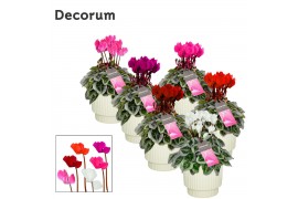 Cyclamen pers. super serie picasso Cyclamen SS Picasso Mix Ivy Ceramic