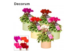 Cyclamen pers. super serie picasso Cyclamen SS Picasso Mix Zinc Louise
