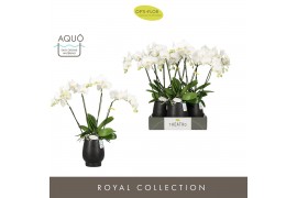 Phalaenopsis wit Theatro Jazz 4 spike in Abruzzo Black Aquo 21 bl. 4 t