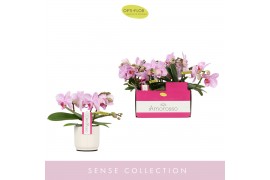 Phalaenopsis multiflora roze Amorosso Merlini in Lazio White 15 bl. 3 