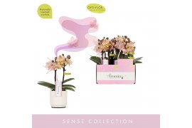 Phalaenopsis multiflora oranje Aromio Honey 2 spike in Lazio White 10 