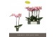 Phalaenopsis roze Optistar Adele 2 spike 15 bl. 2 tak/plnt 