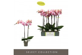 Phalaenopsis roze Optistar Adele 2 spike 15 bl. 2 tak/plnt