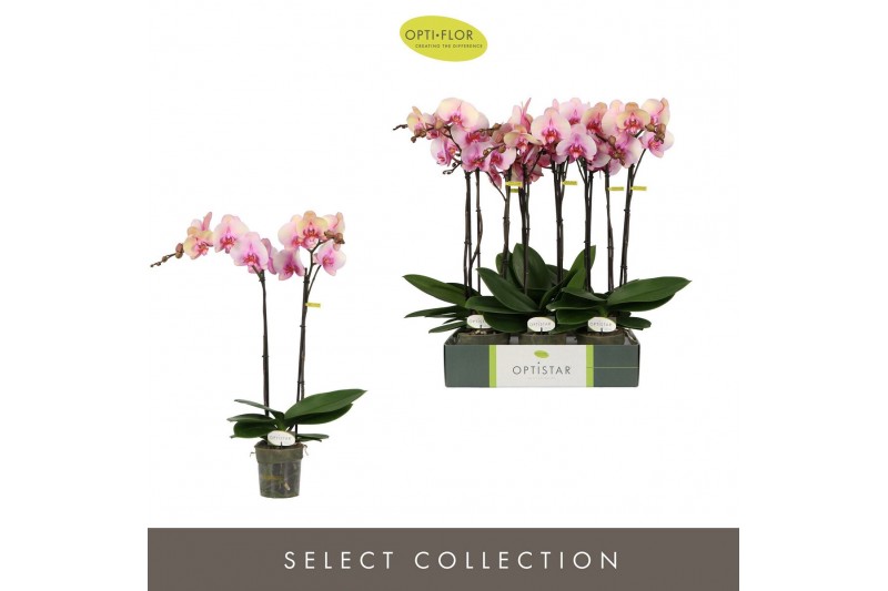 Phalaenopsis roze Optistar Adele 2 spike 15 bl. 2 tak/plnt 