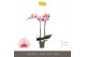 Phalaenopsis roze Optistar Adele 2 spike 15 bl. 2 tak/plnt 