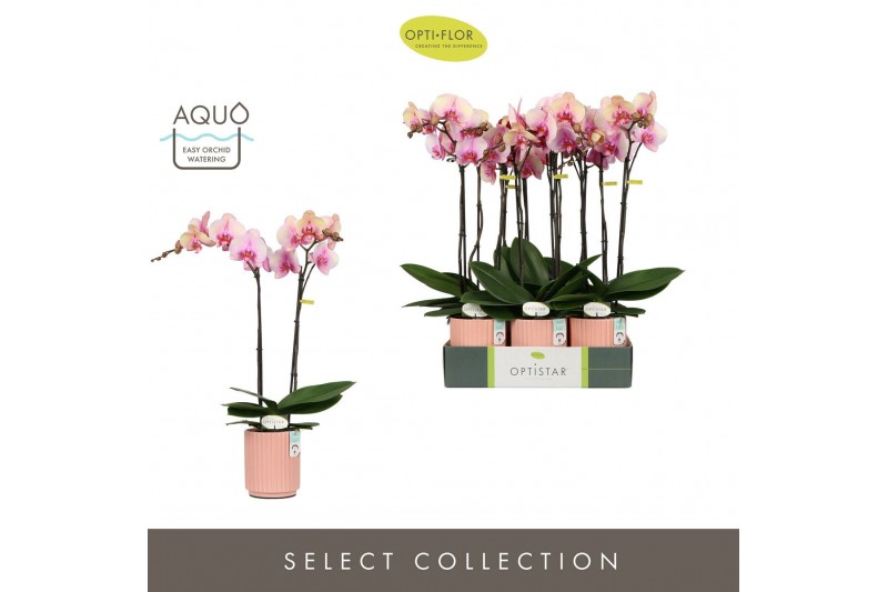 Phalaenopsis roze Optistar Adele 2 spike in Molise Salmon Aquo 15 bl.  