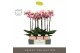 Phalaenopsis roze Optistar Adele 2 spike in Molise Salmon Aquo 15 bl.  