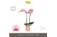Phalaenopsis roze Optistar Adele 2 spike in Molise Salmon Aquo 15 bl.  