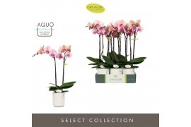 Phalaenopsis roze Optistar Adele 2 spike in Molise White Aquo 15 bl. 2