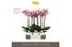 Phalaenopsis roze Optistar Adele 2 spike in Molise White Aquo 15 bl. 2 