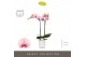 Phalaenopsis roze Optistar Adele 2 spike in Molise White Aquo 15 bl. 2 
