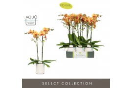Phalaenopsis oranje Optistar Deshi 2 spike in Molise White Aquo 15 bl.