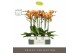 Phalaenopsis oranje Optistar Deshi 2 spike in Molise White Aquo 15 bl. 