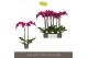 Phalaenopsis paars Optistar Lopez 2 spike 15 bl. 2 tak/plnt 