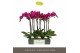 Phalaenopsis paars Optistar Lopez 2 spike 15 bl. 2 tak/plnt 