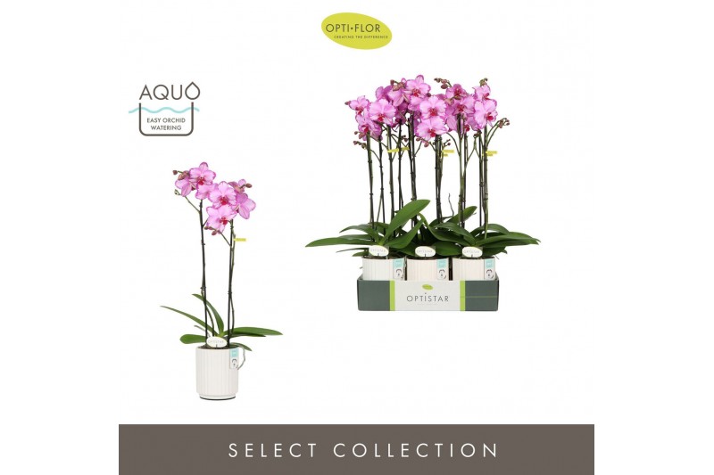 Phalaenopsis roze Optistar Toshi 2 spike in Molise White Aquo 15 bl. 2 