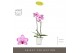 Phalaenopsis roze Optistar Toshi 2 spike in Molise White Aquo 15 bl. 2 