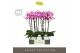 Phalaenopsis roze Optistar Yoko 2 spike in Molise White Aquo 15 bl. 2  