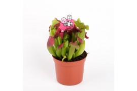 Sarracenia Sarracenia maroon