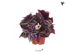 Tradescantia zebrina Kolibri Greens Tradescantia Zebrina 10 - 14  cm 1