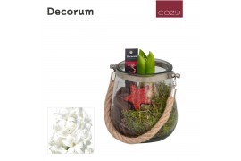 Arrangementen hyacinthus Hyacint Glas met Touw HL13806WP [COZY] 1 pp 3