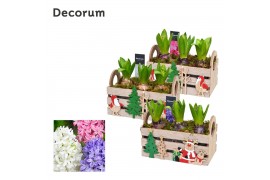Arrangementen hyacinthus Hyacint Christmas Box HL12652 [PURE] 3 pp 90 