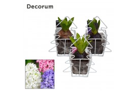Arrangementen hyacinthus Hyacint Christmas Tree HL11742 [PURE] 1 pp 30