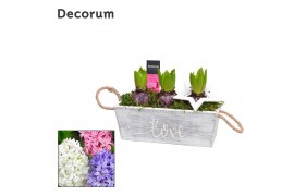 Arrangementen hyacinthus Hyacint Claire HL12902 [PURE] 3 pp 90 bl. 3 p