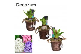 Arrangementen hyacinthus Hyacint Copper Bucket HL15602 [PURE] 1 pp 25 