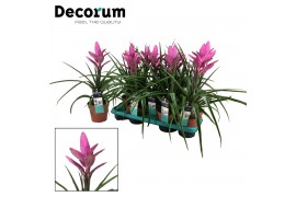 Tillandsia amira Tillandsia Amira (Decorum) 1 bl.