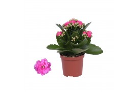Kalanchoe rosalina don nando roze, Zonder hoes
