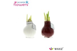 Hippeastrum gewaxt No Water Flowers Waxz® Colorz2 tak/plnt