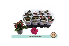 Kalanchoe bloss. rosalina geraldo purple Kalanchoë Double Purplepp
