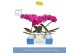 Phalaenopsis paars Balletto Pivot 1 spike in Molise White Aquo9 bl. 1  