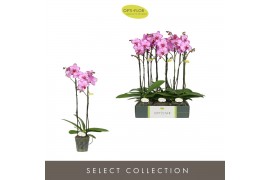 Phalaenopsis roze Optistar Toshi 2 spike15 bl. 2 tak/plnt