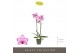 Phalaenopsis roze Optistar Toshi 2 spike15 bl. 2 tak/plnt 
